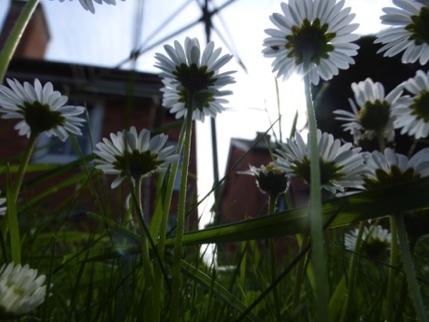 Garden daisies